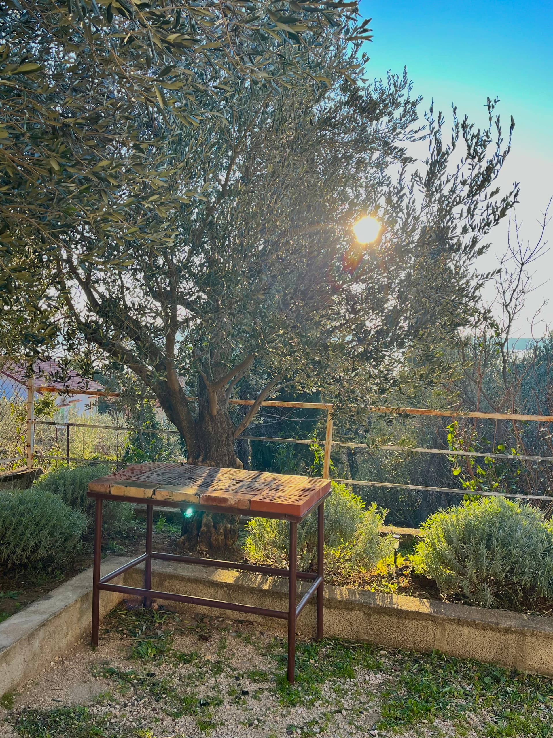 Garden with olive tree